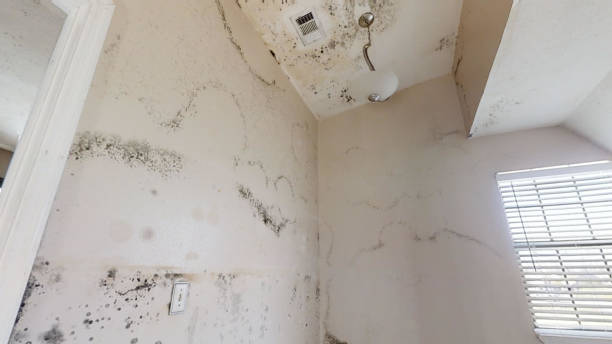 Best Residential Mold Inspection & Testing  in Westway, TX
